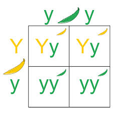 solution
