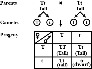 solution