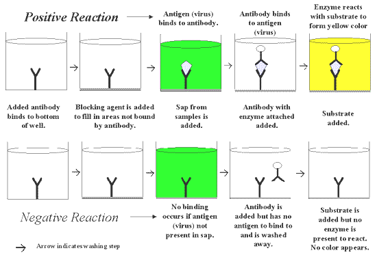 solution