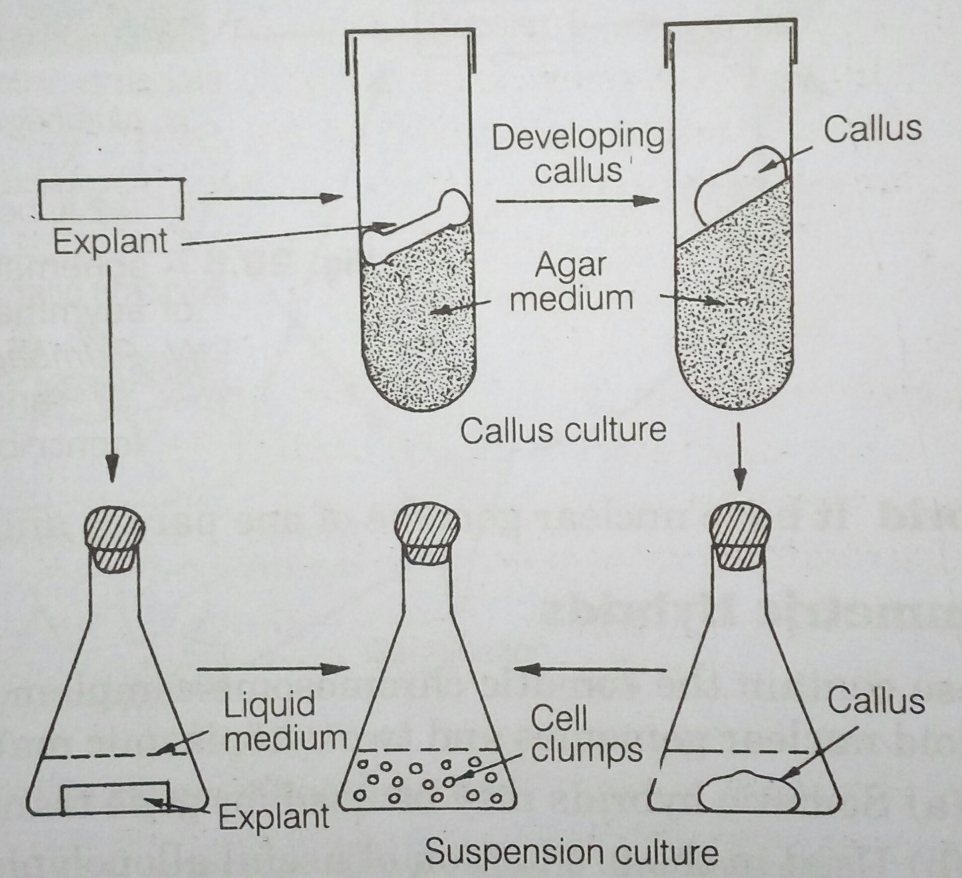 solution