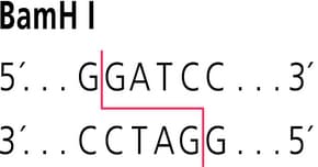 Image result for recognition site for restriction enzyme Bam HI