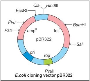 can you explain me pbr322 cycle - Biology - TopperLearning.com | 8217