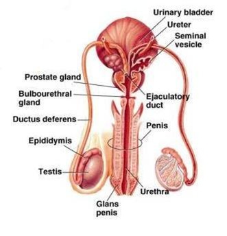 Image result for male reproductive organ